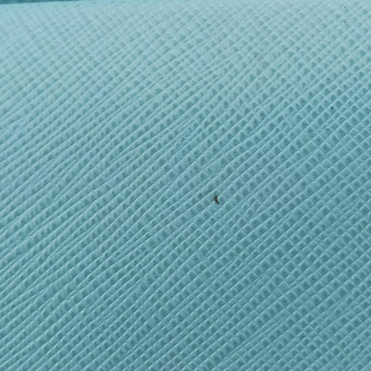 PromenadeBlueSAFFIANO LeatherBL0837105プロムナードブルーサフィアーノレザーBL0837105