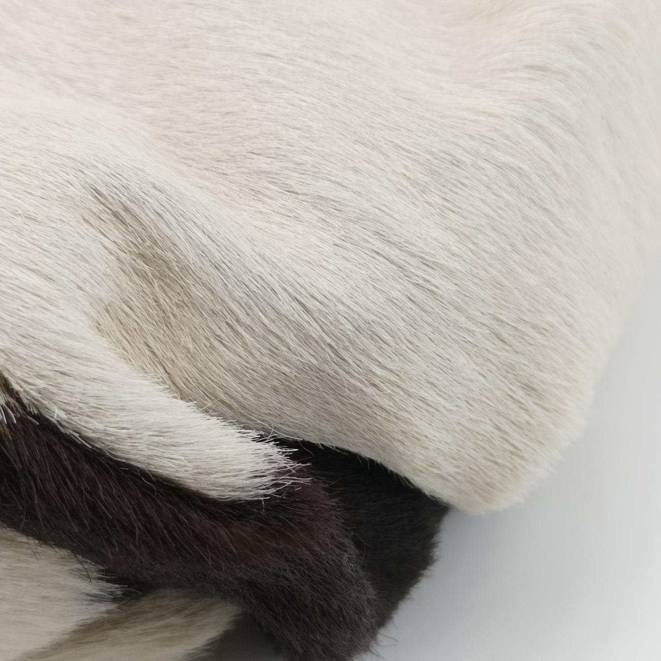 Cow Print  Corset HoboBrown×WhitePonyhair03BM-0044牛柄コルセットホーボーブラウン×ホワイトハラコ 03BM-0044