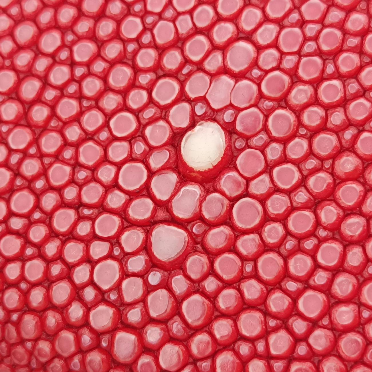 BOY CHANELRedGaluchat Stingray ×lambskinA6713716708938ボーイシャネルレッドガルーシャ スティングレイ×ラムスキンA6713716708938