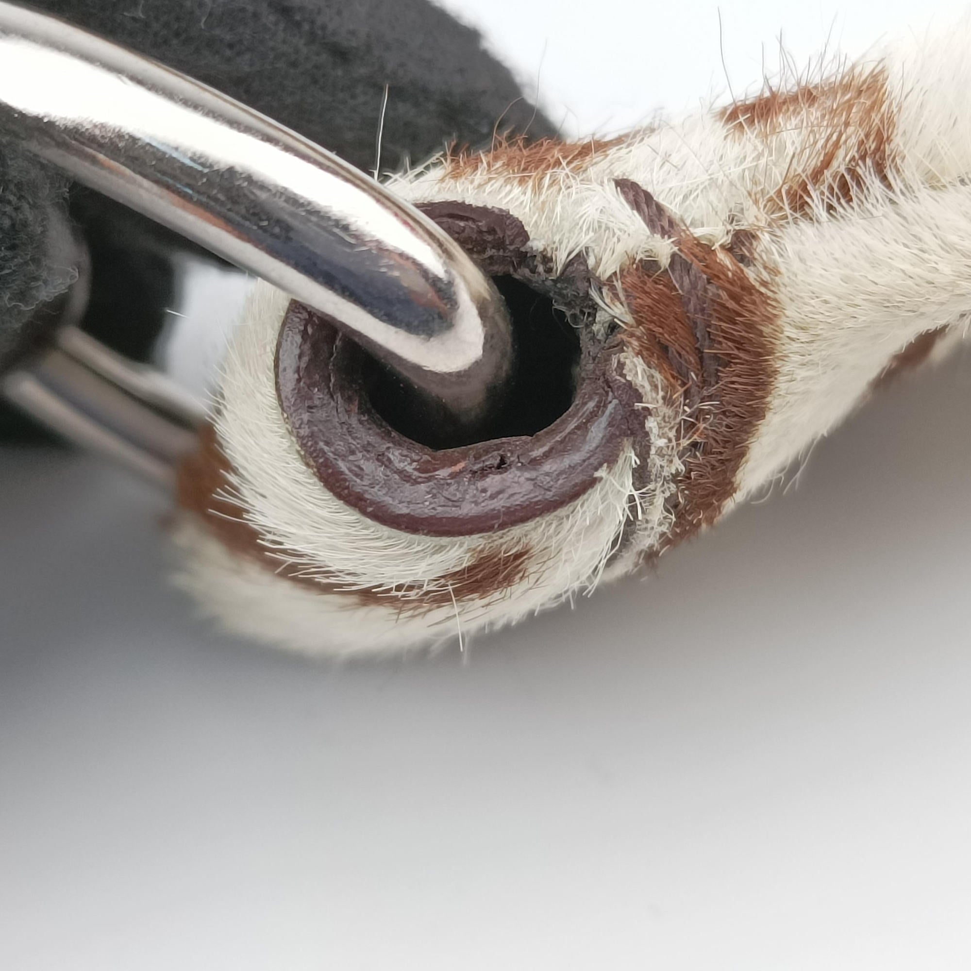 AnimalierZebra Print Brown×White Moro Pony Hair 50アニマリエ ゼブラ柄 ブラウン×ホワイト ハラコ 50