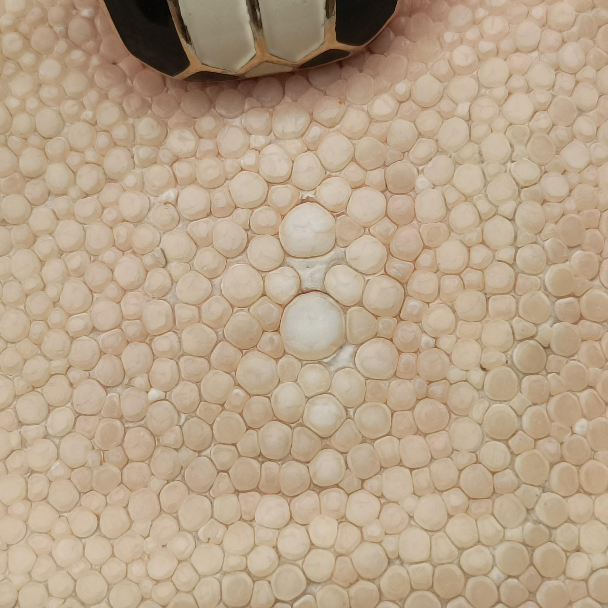 Serpenti Beige × Pink Galuchat Skin×Leather EK.L18.287055セルペンティ ベージュ × ピンク ガルーシャスキン×ザー EK.L18.287055
