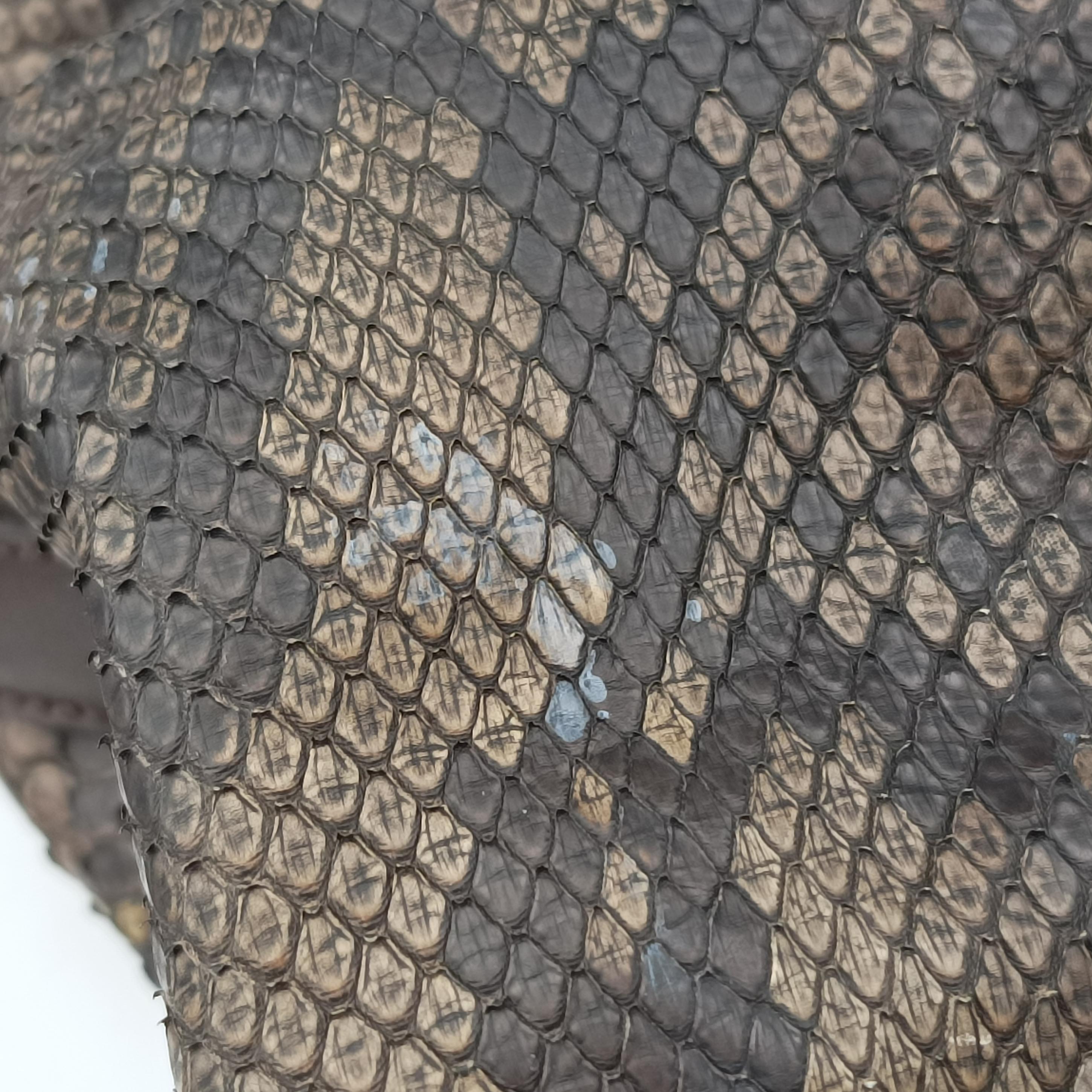 GG Craft Brown snakeskin 247207 E7037130GGクラフト ブラウン ヘビ革 247207 E7037130