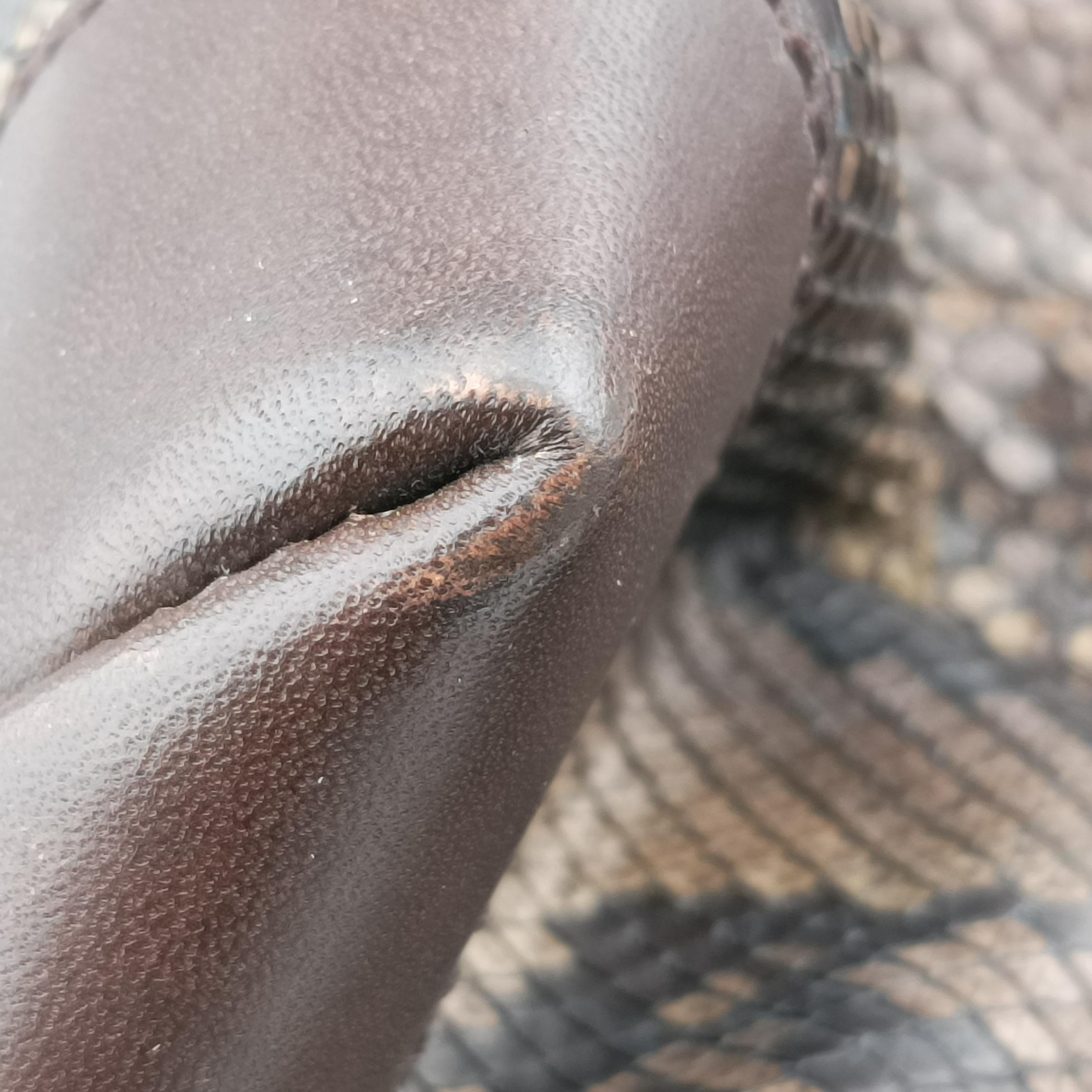 GG Craft Brown snakeskin 247207 E7037130GGクラフト ブラウン ヘビ革 247207 E7037130