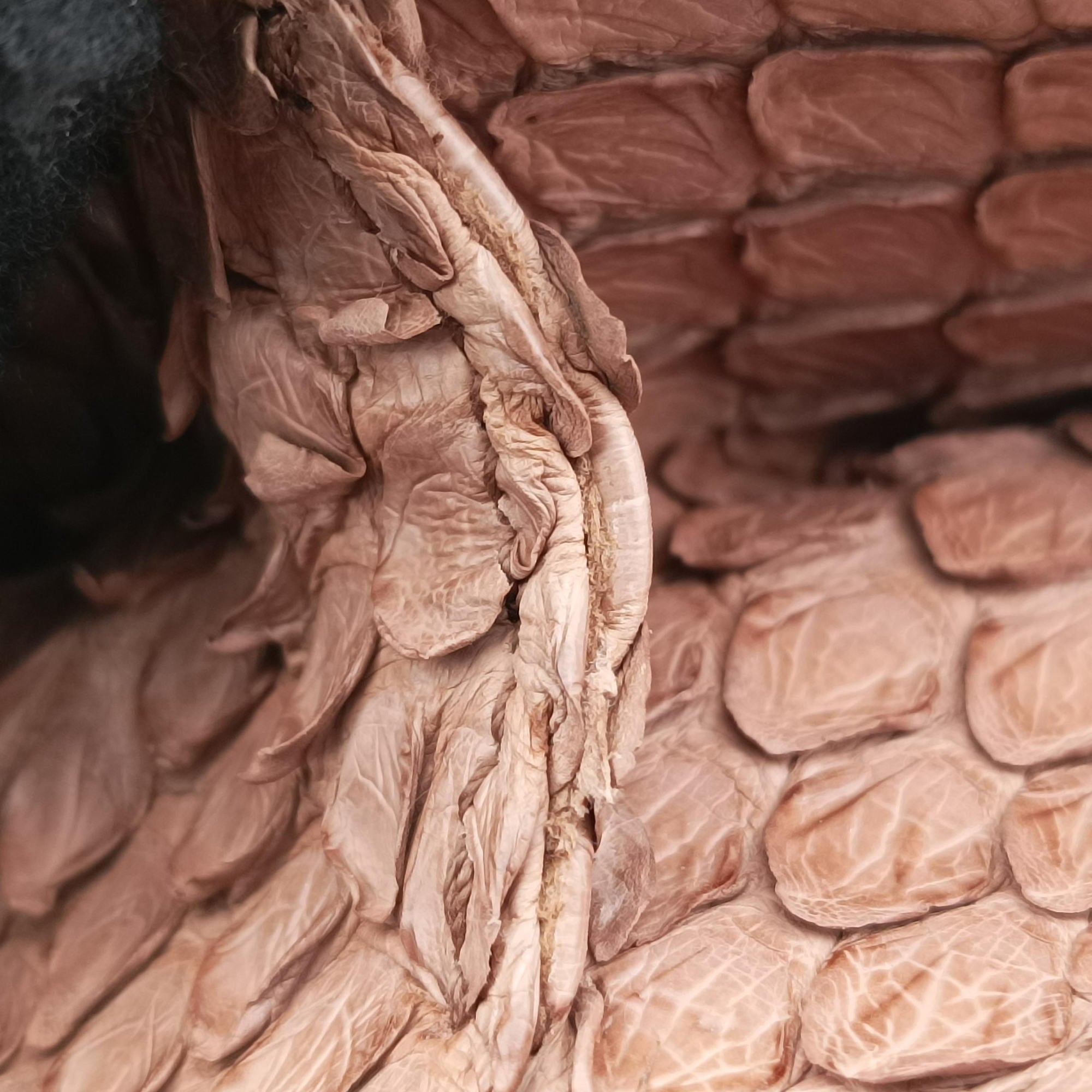 Concertina Dusty Pink Matte Python 166475 VOHCO 2541コンセティーナ ダスティピンク マットパイソン 166475 VOHCO 2541