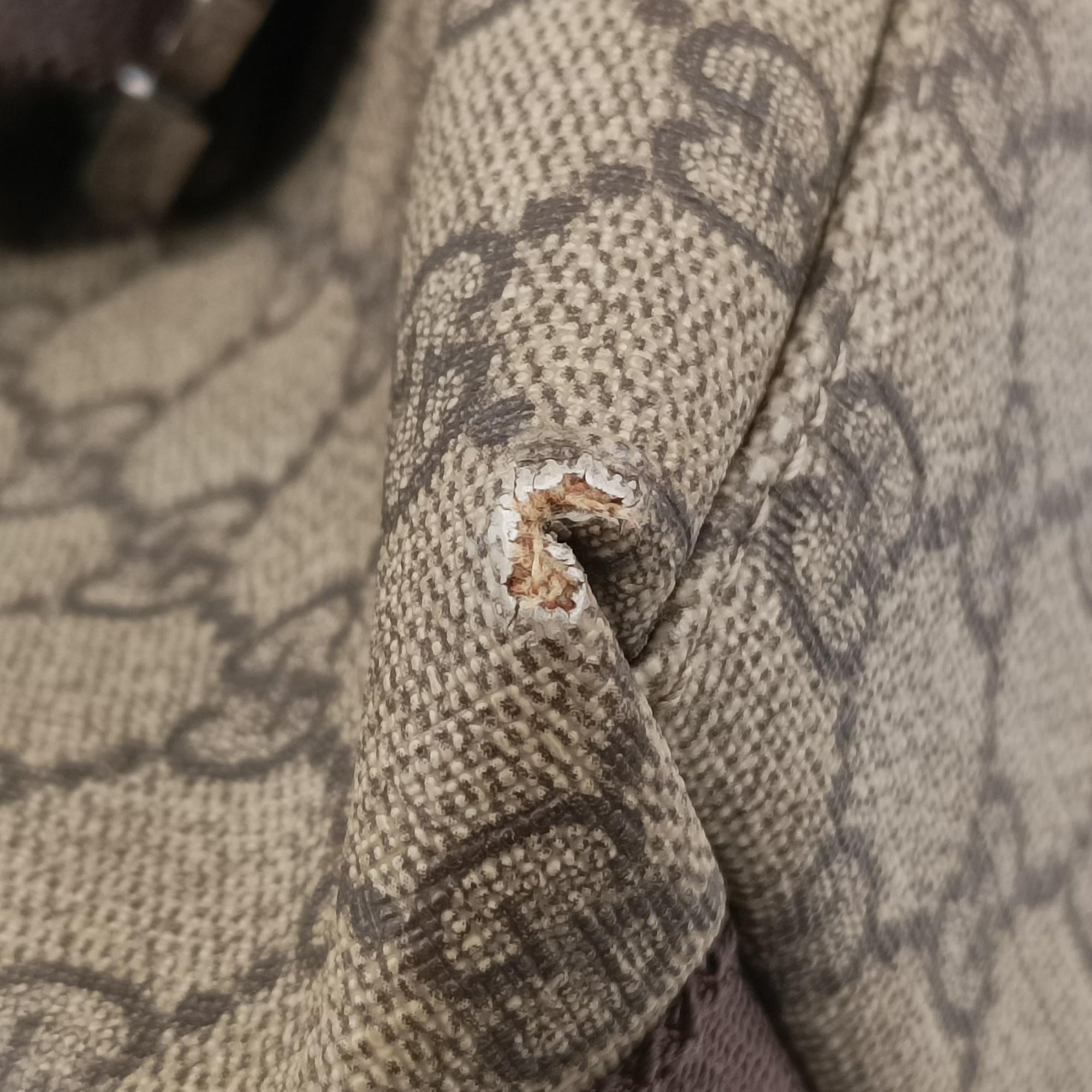 GG Supreme Double Buckle Beige × Dark Brown PVC coated canvas 122373 214397 GGスプリーム ダブルバックル ベージュ × ダークブラウン PVCコーティングキャンバス 122373 214397