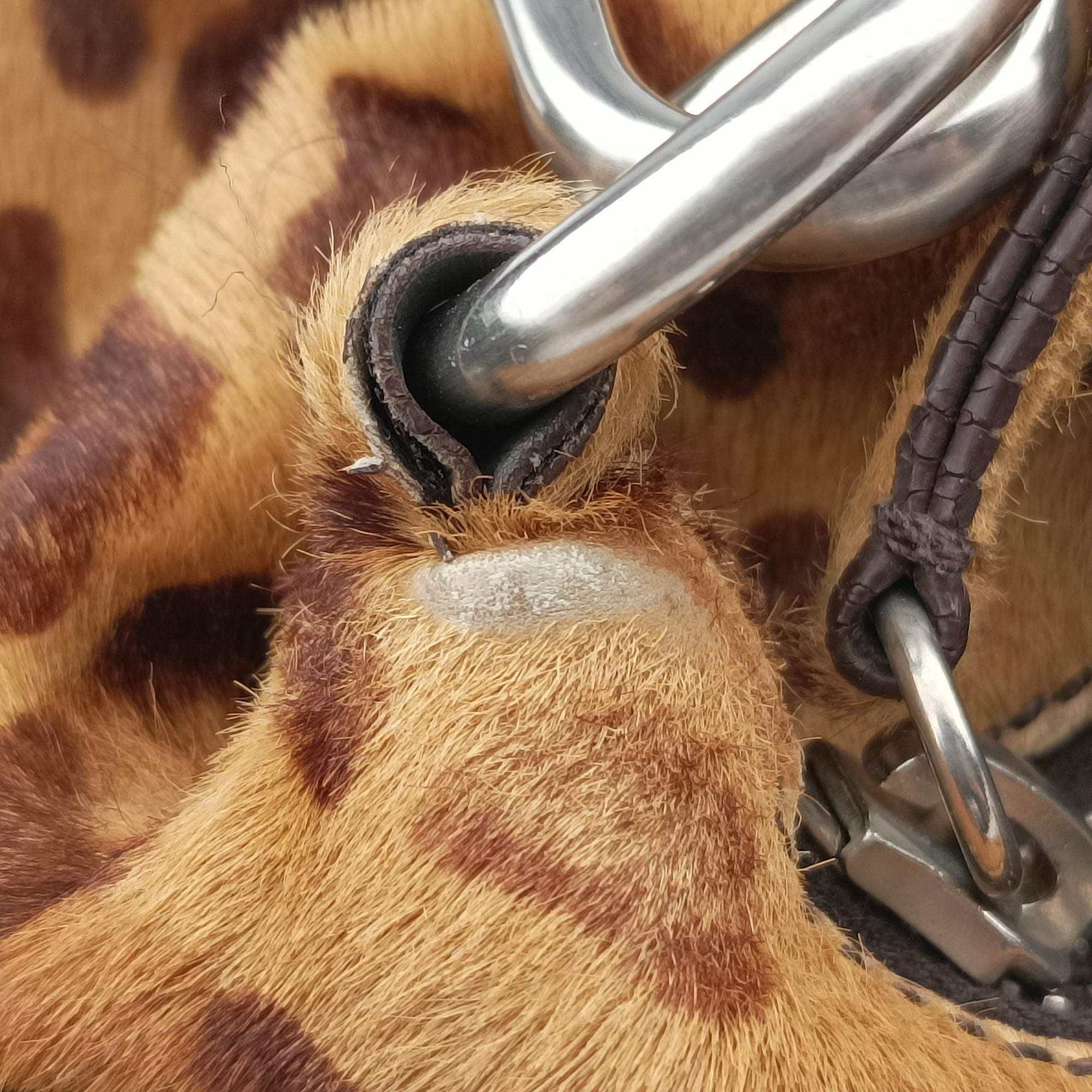 Leopard Print Brown×Multicolour ponyhair 31 24レオパード柄 ブラウン×マルチカラー ハラコ 31 24