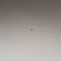 Alma GMBroncorailVernisM91450SN1143アルマGMブロンコライユヴェルニM91450SN1143