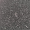 Bandoliera　CorsaireBlackLeather180/Iバンドリエラ コルセアブラックレザー　180/I