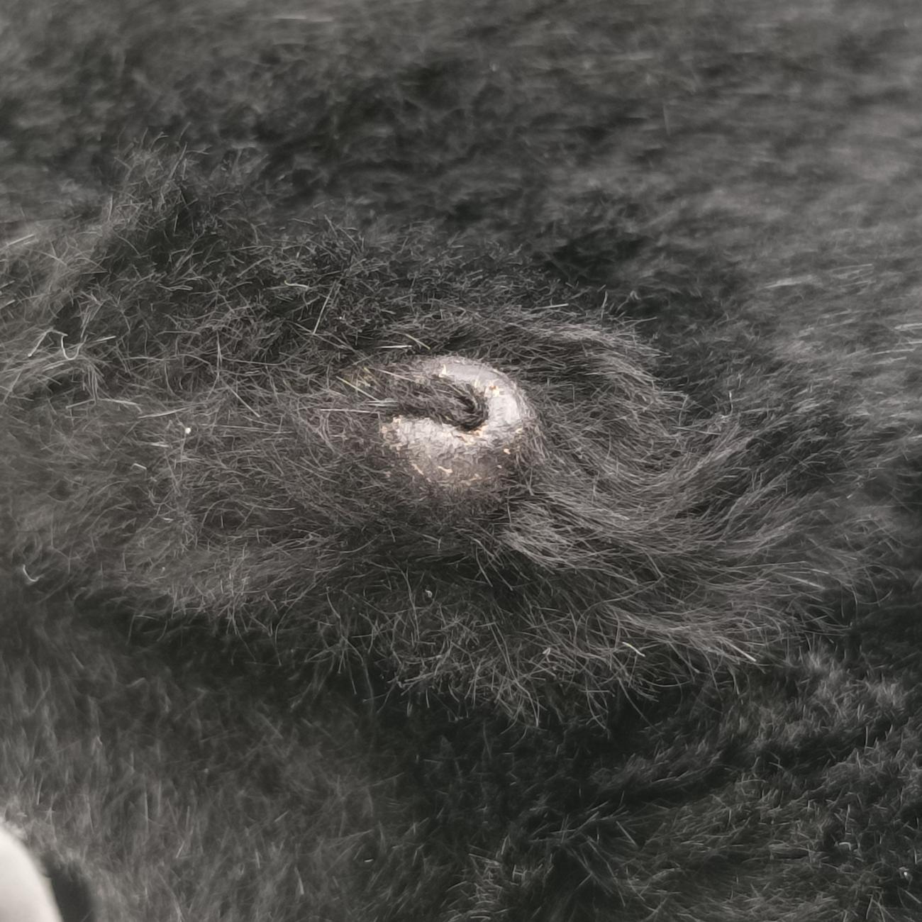 BaguetteBlackponyhair264242348 26424-099マンマバケットブラックハラコ264242348 26424-099