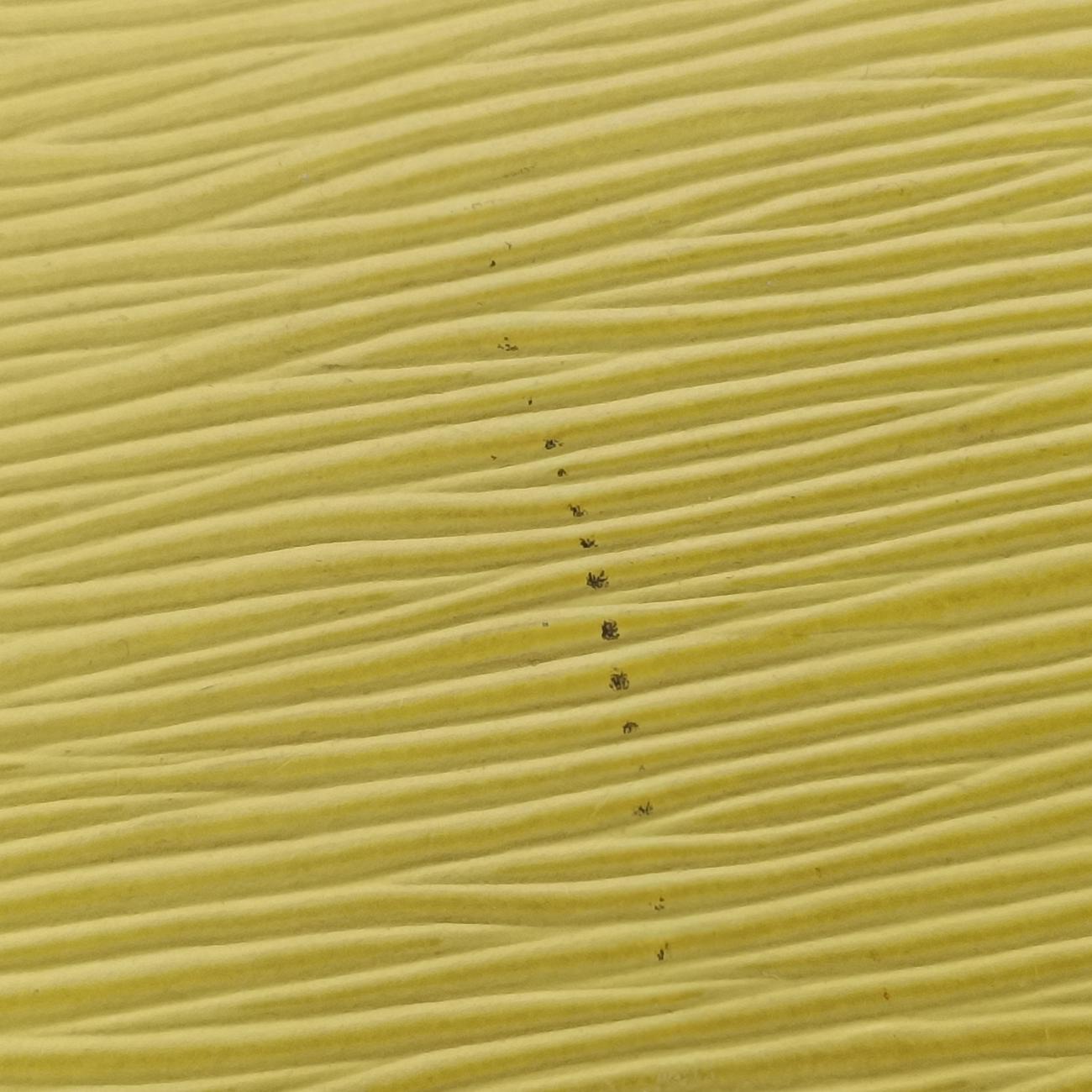 Alma BBPistacheEpiM40981MI5103アルマBBピスタッシュエピM40981MI5103