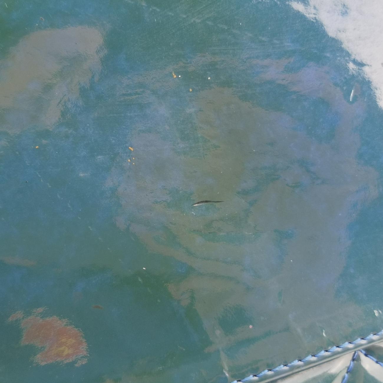 Mademoiselle Bowling Green Patent Leather A50558 16176321マドモアゼル ボーリング グリーン パテント A50558 16176321