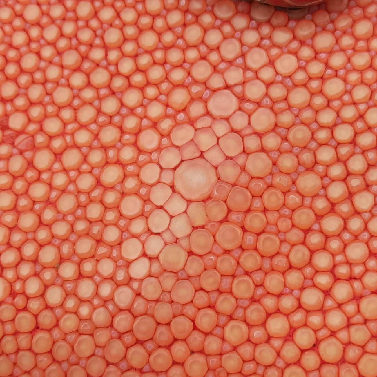 Serpenti Red×Orange Galuchat Skin×Leather RP.A15.38564セルペンティ レッド×オレンジ ガルーシャスキン×レザー RP.A15.38564