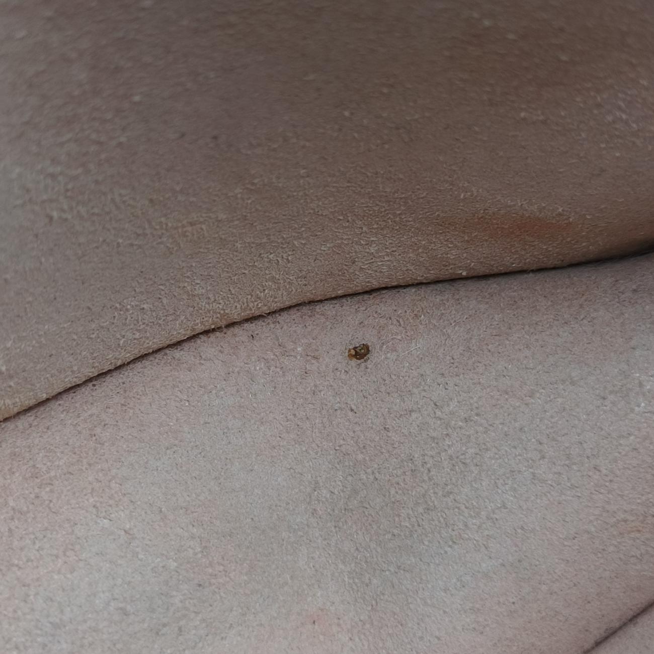 Dionysus Navy×Black velour 476432 ディオニュソス ネイビー×ブラック ベロア 476432 