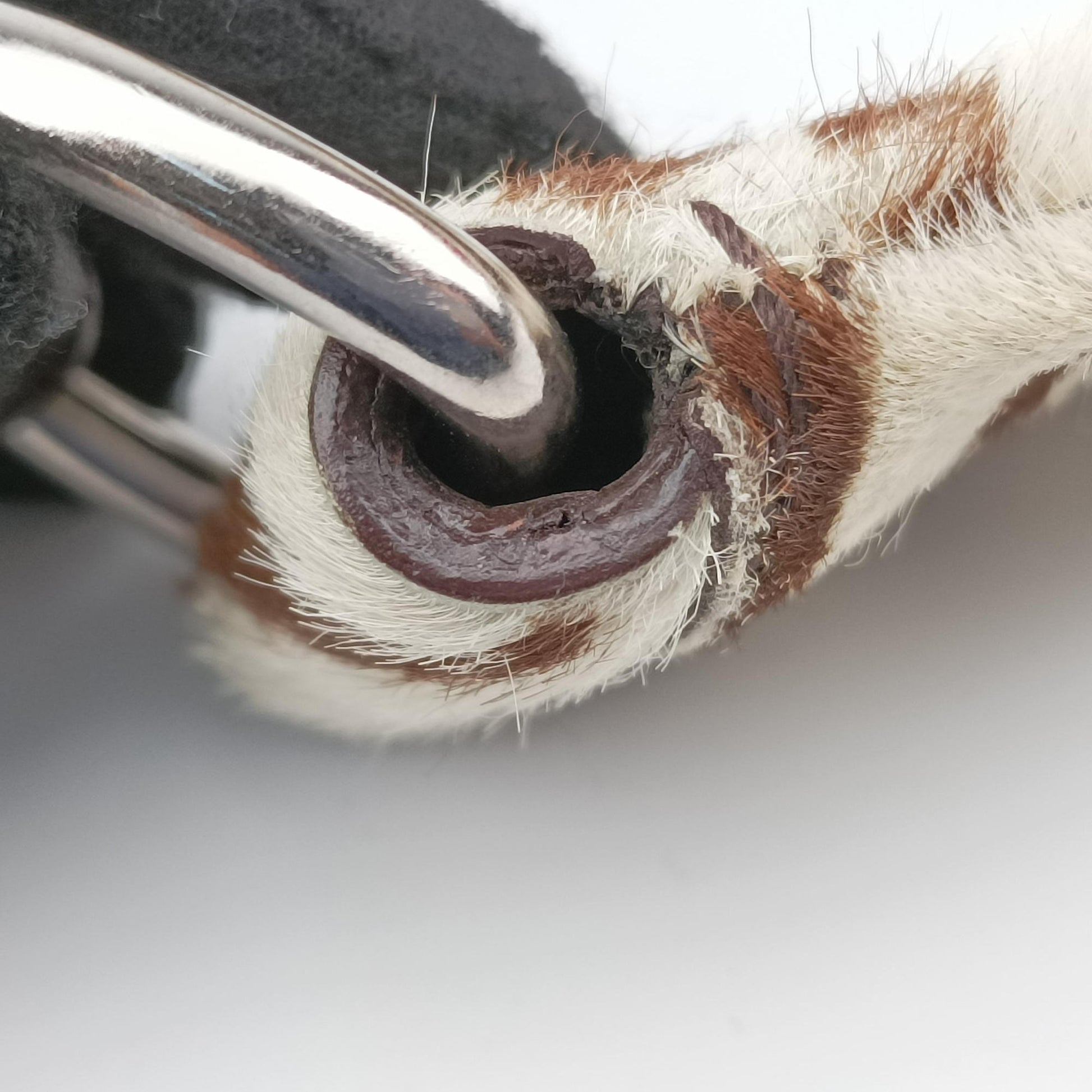 AnimalierZebra Print Brown×White Moro Pony Hair 50アニマリエ ゼブラ柄 ブラウン×ホワイト ハラコ 50