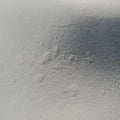 Bamboo Navy Leather 000.01 バンブー ネイビー レザー 000.01 