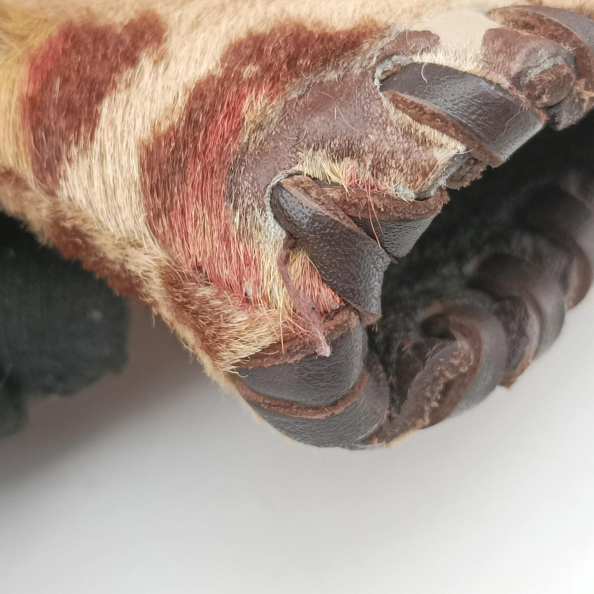 Diavolo Trapezio Brown pony hair 8BR255 3560 8BR255 038ディアボロ トラペジオ ブラウン ハラコ 8BR255 3560 8BR255 038