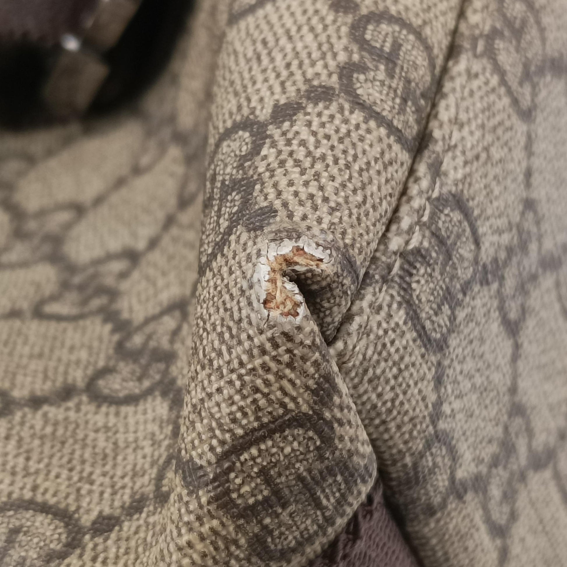GG Supreme Double Buckle Beige × Dark Brown PVC coated canvas 122373 214397 GGスプリーム ダブルバックル ベージュ × ダークブラウン PVCコーティングキャンバス 122373 214397 