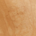 Noe Brown Monogram Canvas M42224 SA2136ノエ モノグラム/ブラウン モノグラム キャンバス M42224 SA2136
