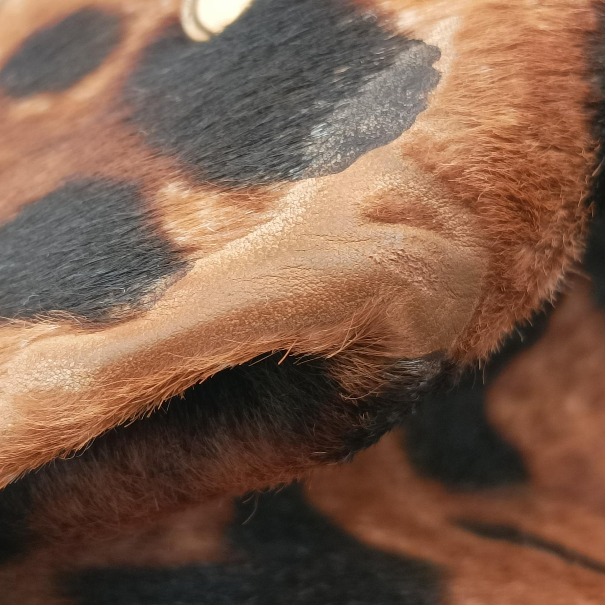 Sofia Gancini Leopard Print × Black ponyhair×leather FZ-21 A871ソフィア ガンチーニ レオパード × ブラック ハラコ×レザー FZ-21 A871