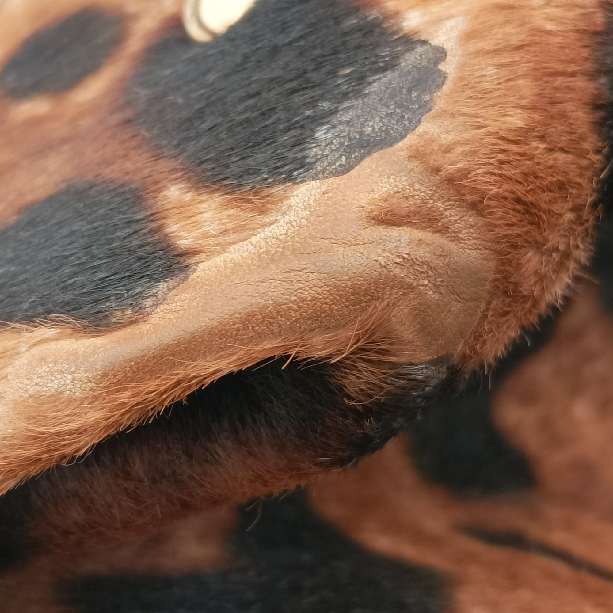 Sofia Gancini Leopard Print × Black ponyhair×leather FZ-21 A871ソフィア ガンチーニ レオパード × ブラック ハラコ×レザー FZ-21 A871