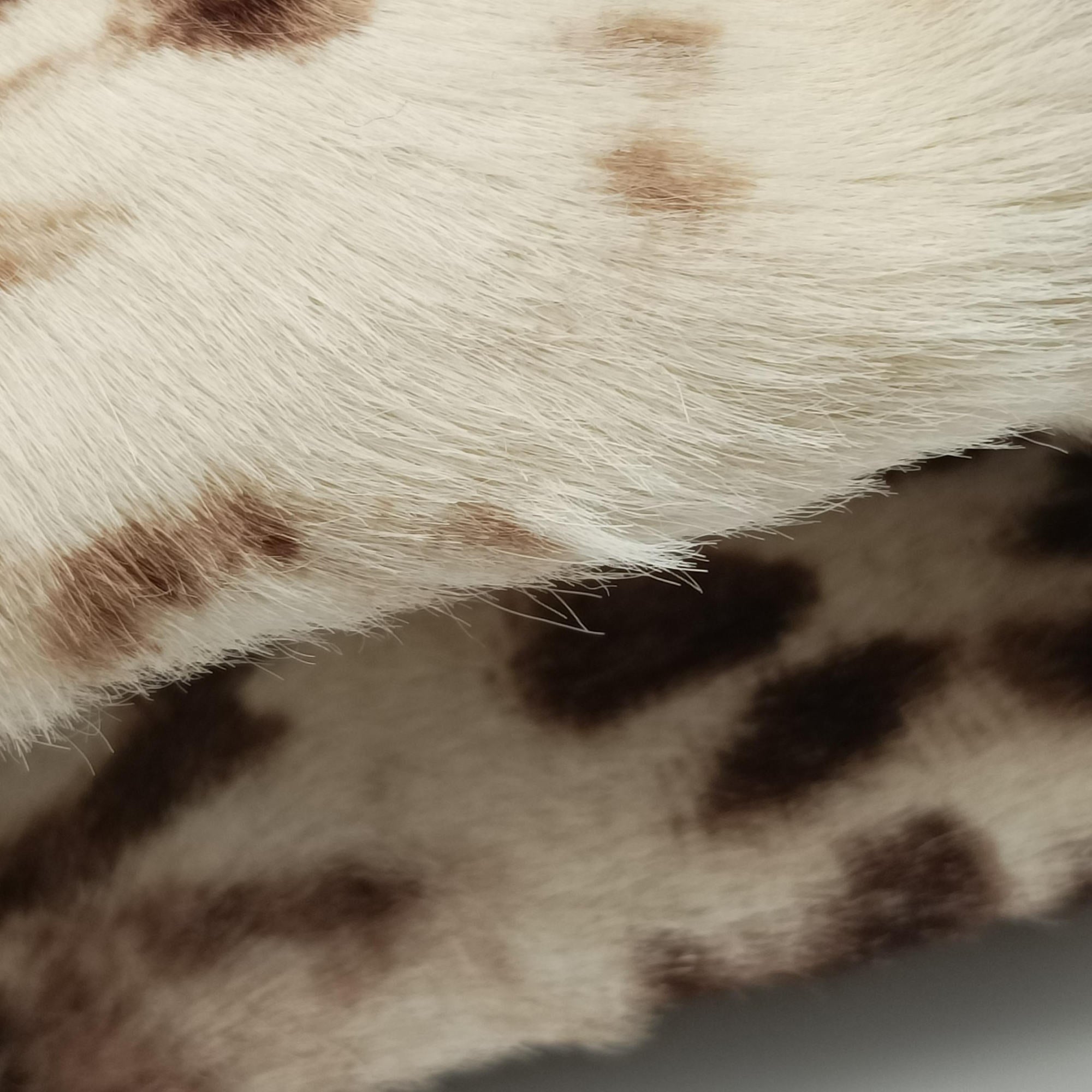 Leopard Print Black Leather× Fur 17763570レオパード 豹柄 ブラック レザー ×ファー 17763570