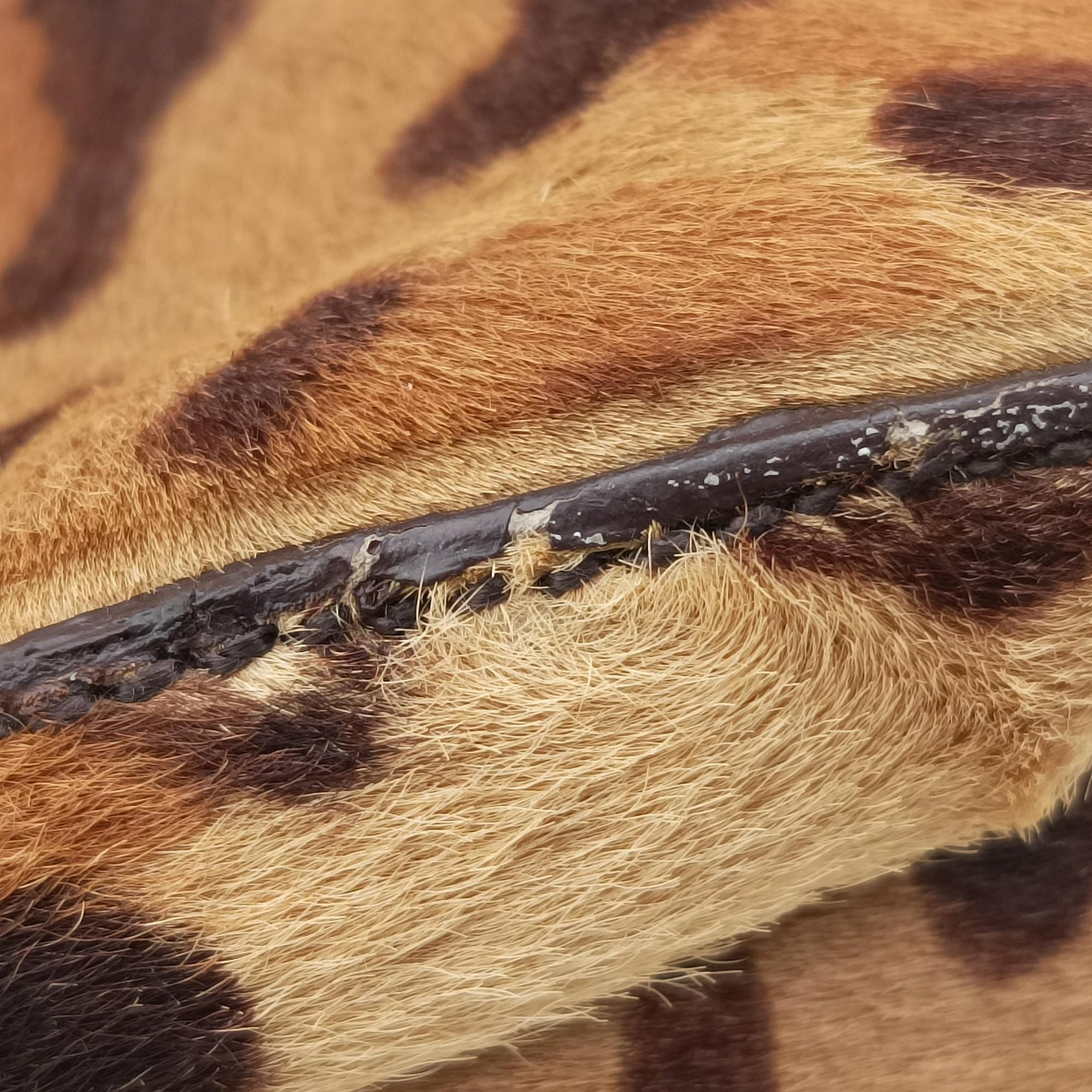 Leopard Print Brown×Multicolour ponyhair 31 24レオパード柄 ブラウン×マルチカラー ハラコ 31 24