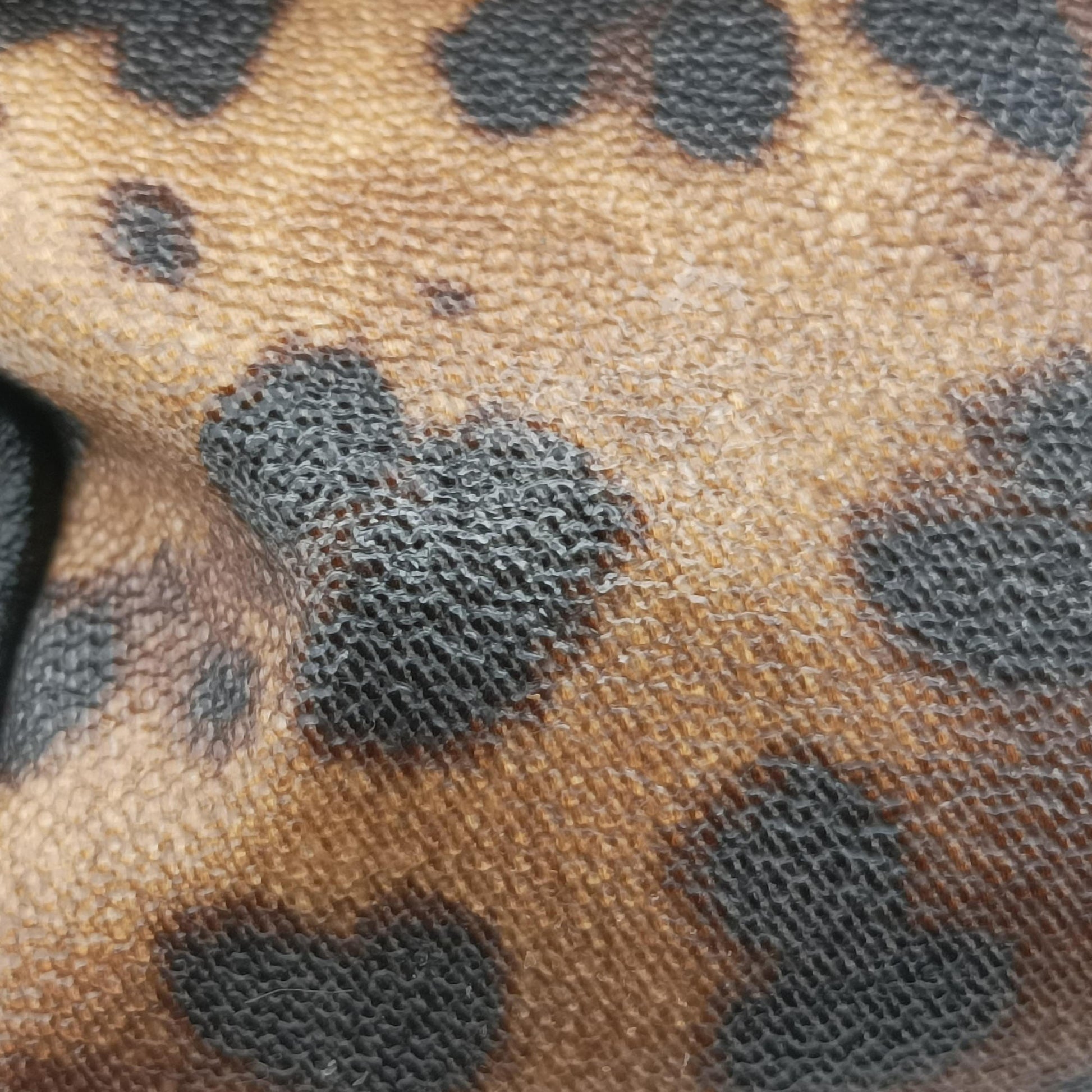 Pre-owned Dolce & Gabbana SICILY Leopard Brown PVC coated canvas  shoulderbag | stylenewstar